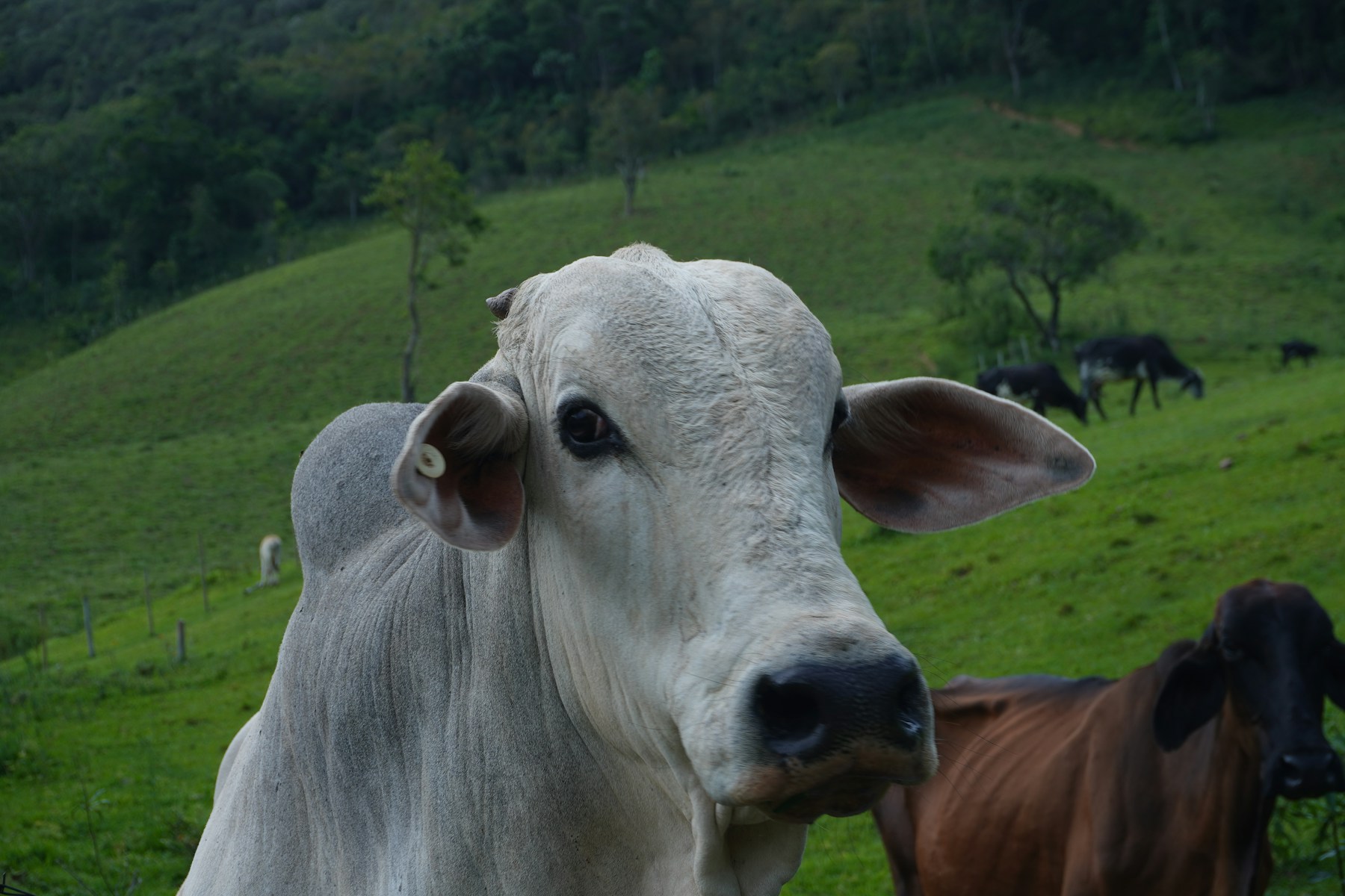 Illustrative beef cattle context